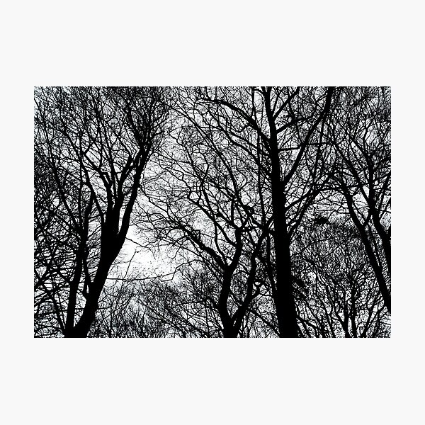 Bare Trees Photographic Print