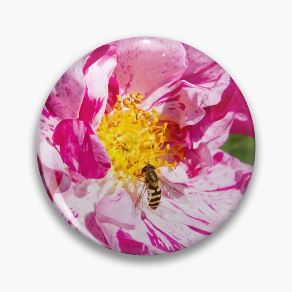Item preview, Bee Pollinating Rosa Gallica - French Rose - RHS Garden Rosemoor - Devon - English Gardens designed and sold by LucaRocchini.