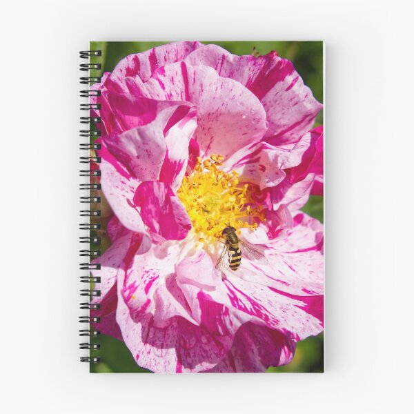 Item preview, Bee Pollinating Rosa Gallica - French Rose - RHS Garden Rosemoor - Devon - English Gardens designed and sold by LucaRocchini.