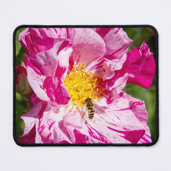 Item preview, Bee Pollinating Rosa Gallica - French Rose - RHS Garden Rosemoor - Devon - English Gardens designed and sold by LucaRocchini.