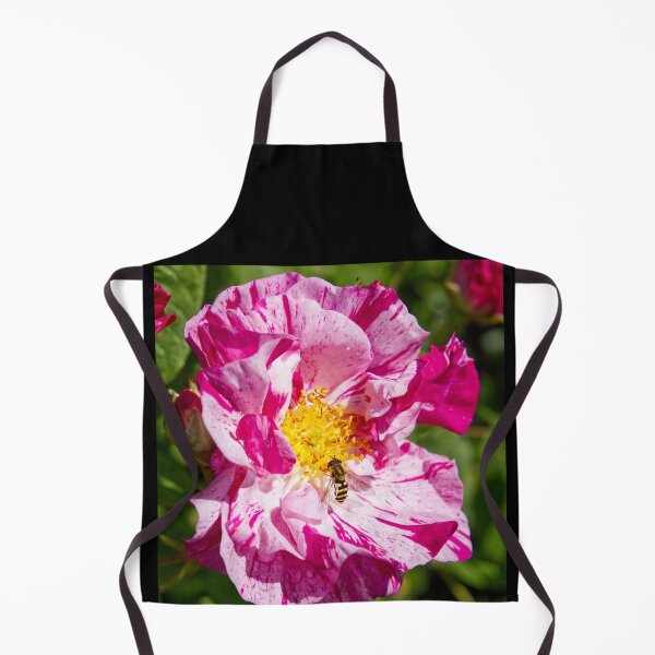 Item preview, Bee Pollinating Rosa Gallica - French Rose - RHS Garden Rosemoor - Devon - English Gardens designed and sold by LucaRocchini.