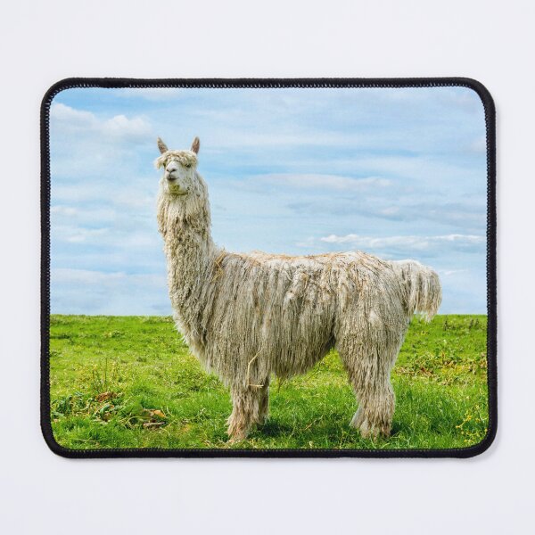 Item preview, White alpaca standing in field with blue sky designed and sold by bailey-cooper.