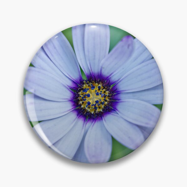 Item preview, Dimorphotheca Pluvialis - Cape Daisy - RHS Garden Rosemoor - Devon - English Gardens designed and sold by LucaRocchini.