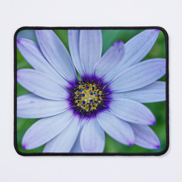 Item preview, Dimorphotheca Pluvialis - Cape Daisy - RHS Garden Rosemoor - Devon - English Gardens designed and sold by LucaRocchini.