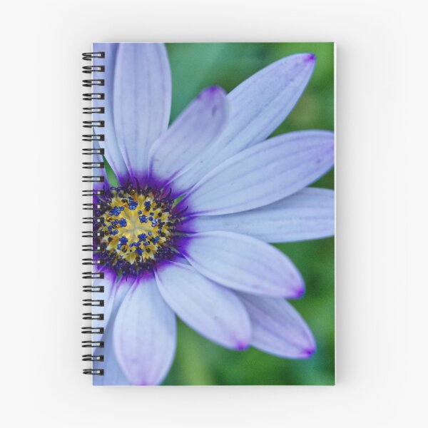 Item preview, Dimorphotheca Pluvialis - Cape Daisy - RHS Garden Rosemoor - Devon - English Gardens designed and sold by LucaRocchini.