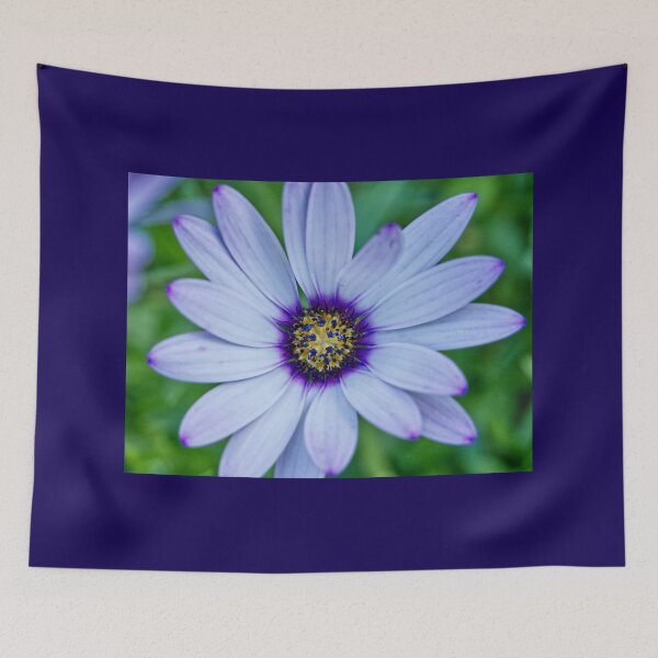 Item preview, Dimorphotheca Pluvialis - Cape Daisy - RHS Garden Rosemoor - Devon - English Gardens designed and sold by LucaRocchini.