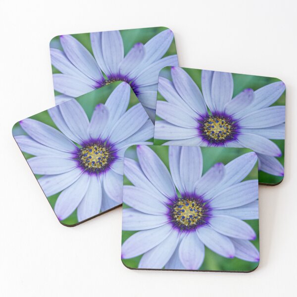 Item preview, Dimorphotheca Pluvialis - Cape Daisy - RHS Garden Rosemoor - Devon - English Gardens designed and sold by LucaRocchini.
