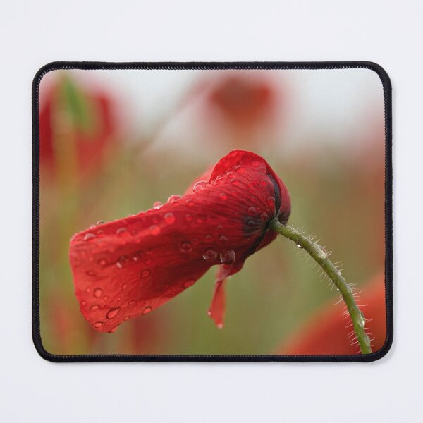 Item preview, Rain wet Poppy designed and sold by Susan Reilly.