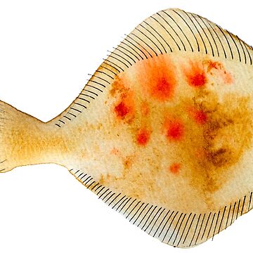 Scandinavian Flatfish - Daily Scandinavian