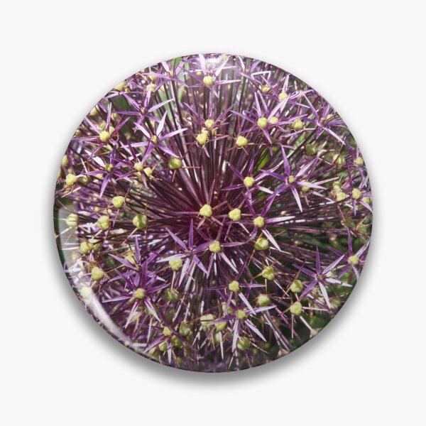 Item preview, Allium Cristophii - Persian Onion - RHS Garden Rosemoor - Devon - English Gardens designed and sold by LucaRocchini.