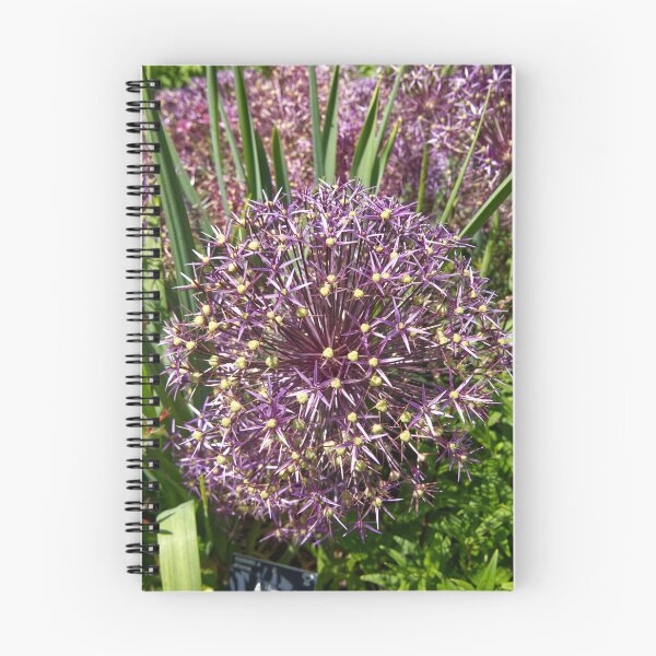 Item preview, Allium Cristophii - Persian Onion - RHS Garden Rosemoor - Devon - English Gardens designed and sold by LucaRocchini.