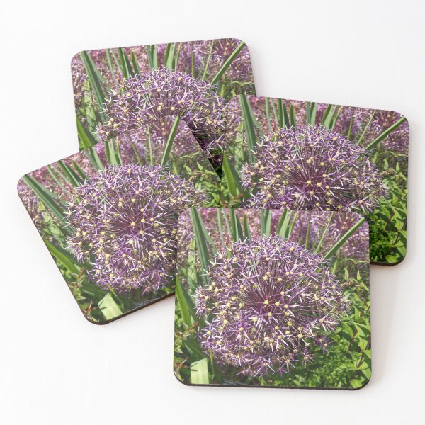 Item preview, Allium Cristophii - Persian Onion - RHS Garden Rosemoor - Devon - English Gardens designed and sold by LucaRocchini.