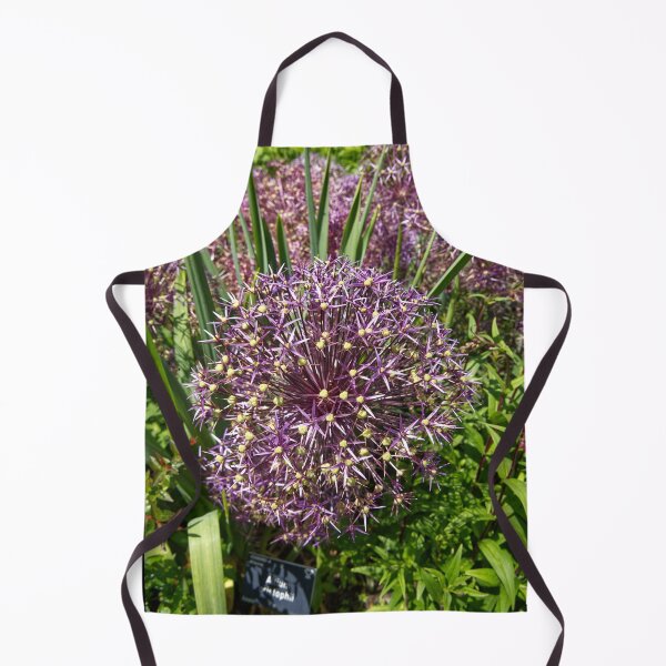 Item preview, Allium Cristophii - Persian Onion - RHS Garden Rosemoor - Devon - English Gardens designed and sold by LucaRocchini.
