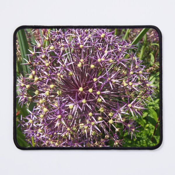 Item preview, Allium Cristophii - Persian Onion - RHS Garden Rosemoor - Devon - English Gardens designed and sold by LucaRocchini.