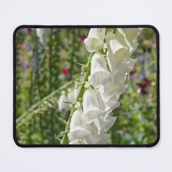 Item preview, Digitalis Purpurea - Common Foxglove - RHS Garden Rosemoor - Devon - English Gardens designed and sold by LucaRocchini.