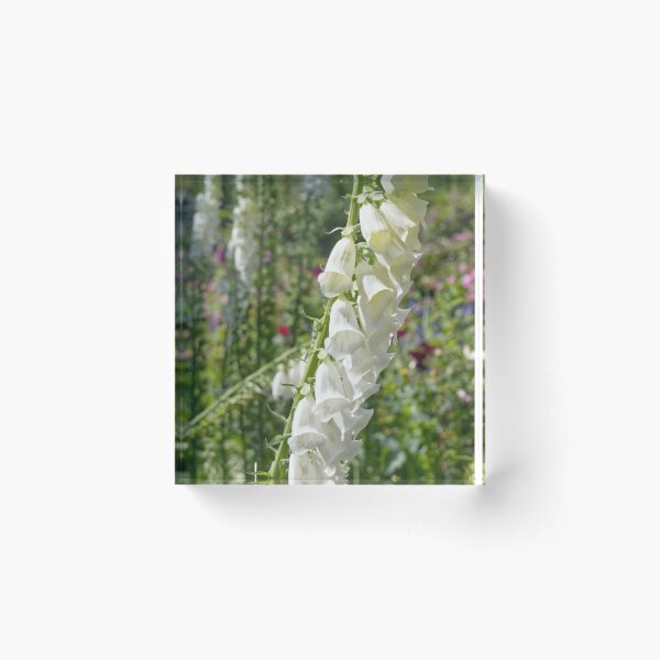 Item preview, Digitalis Purpurea - Common Foxglove - RHS Garden Rosemoor - Devon - English Gardens designed and sold by LucaRocchini.