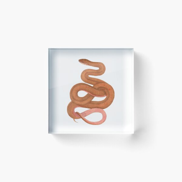 Item preview, Orange Snake designed and sold by BeagleDesigns.