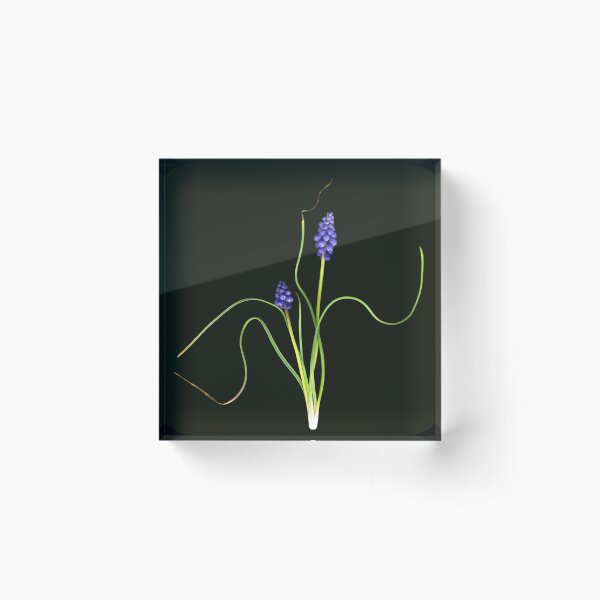 Item preview, Grape Hyacinth designed and sold by Lisa  Davis.