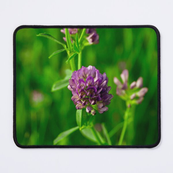 Item preview, Alfalfa Flower designed and sold by TinyDinoDesigns.