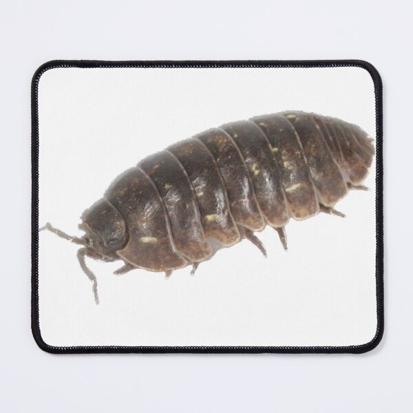 Item preview, Roly Poly Pill Bug Isopod Friend designed and sold by Magironi.