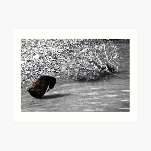 Duck SC Art Print