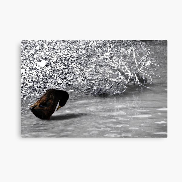 Duck SC Metal Print