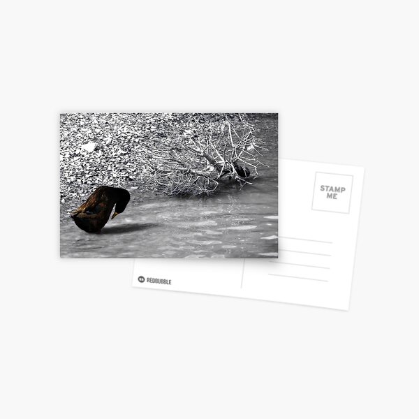 Duck SC Postcard