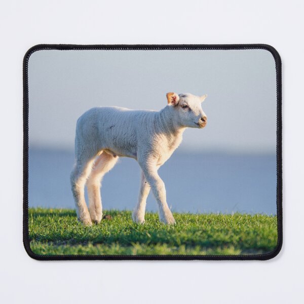 Item preview, A lamb on the dike in Emden designed and sold by Stefans-Bilder.