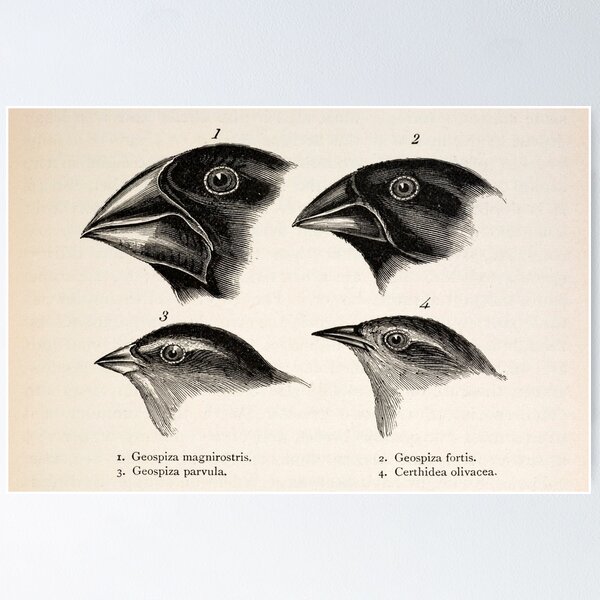 Item preview, Darwin's Galapagos Finches (C008/8154) designed and sold by SciencePhoto.