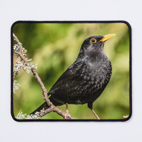 Item preview, BLACKBIRD designed and sold by Karen  O'Reilly.