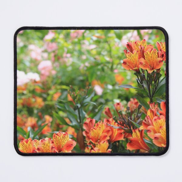 Item preview, Alstroemeria 'Indian Summer' flowers. designed and sold by HRShepherd.