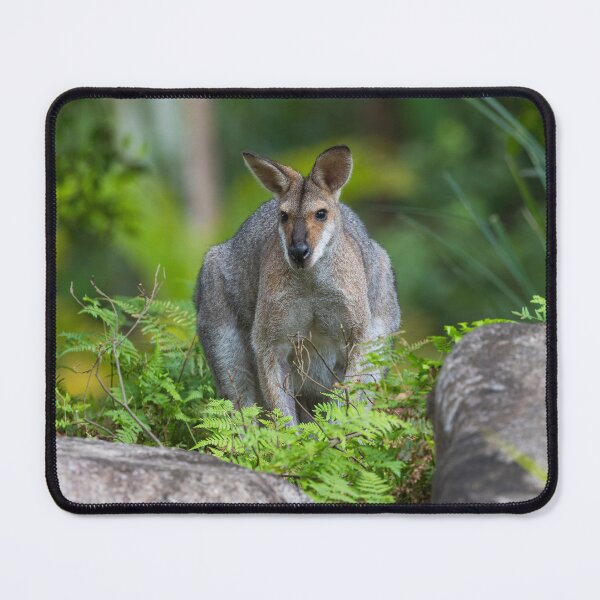 Item preview, Wallaby on a Rock designed and sold by ozfoximages.