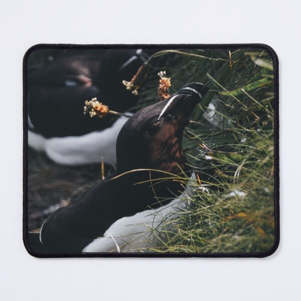 Item preview, Razorbill designed and sold by photobytableau.