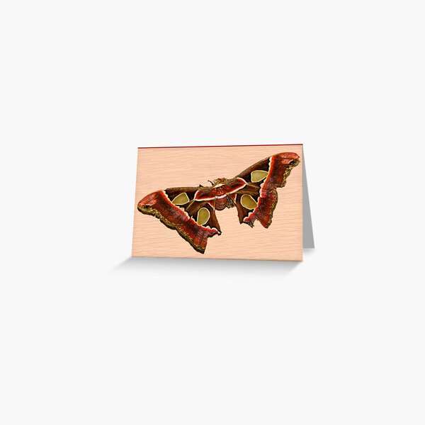 TROPICAL BUTTERFLY Greeting Card