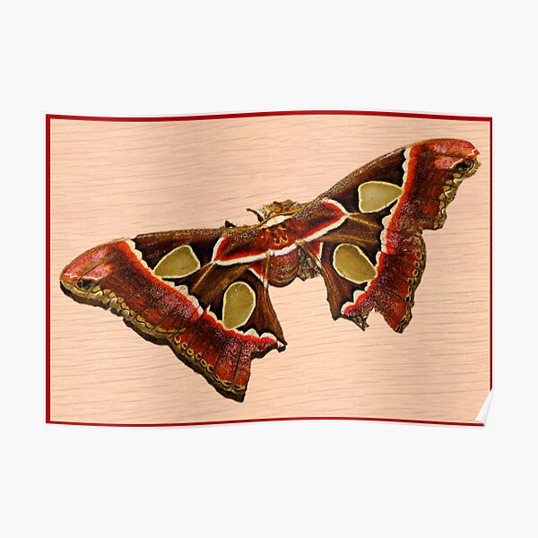 TROPICAL BUTTERFLY Poster