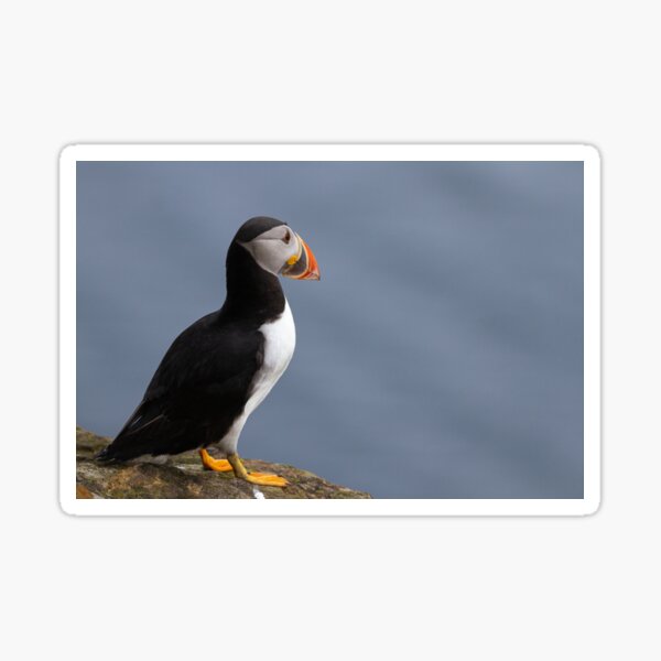 Item preview, Puffin on the cliff edge designed and sold by Wildlife4You.