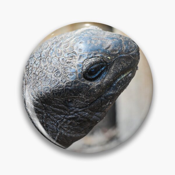 Item preview, Sassy Aldabra Giant Tortoise designed and sold by Misfit-Photo.