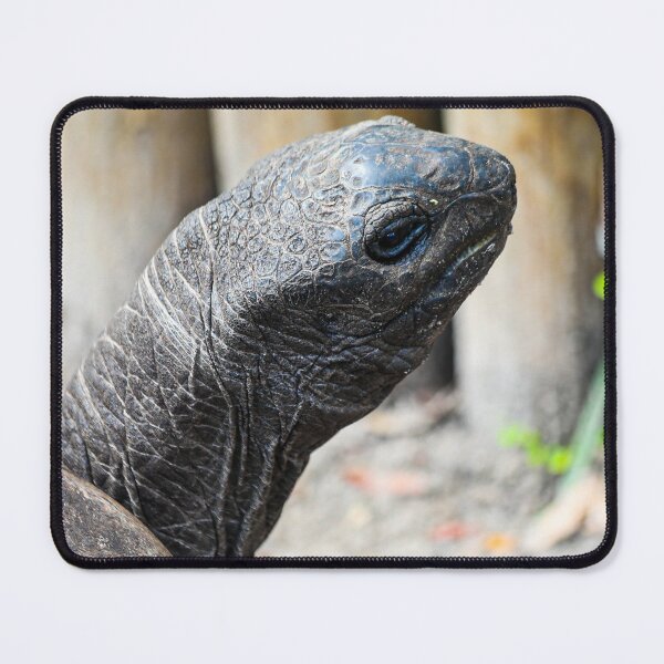 Item preview, Sassy Aldabra Giant Tortoise designed and sold by Misfit-Photo.