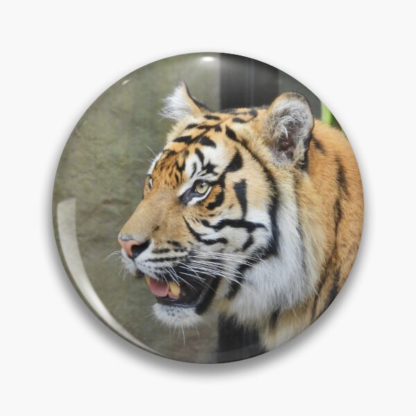 Item preview, Sumatran Tiger at the zoo designed and sold by Mark Grimsley.