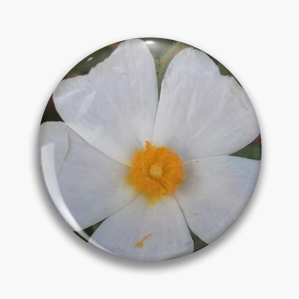 Item preview, cisto bianco che caratterizza la primavera in Sardegna designed and sold by Pisola.