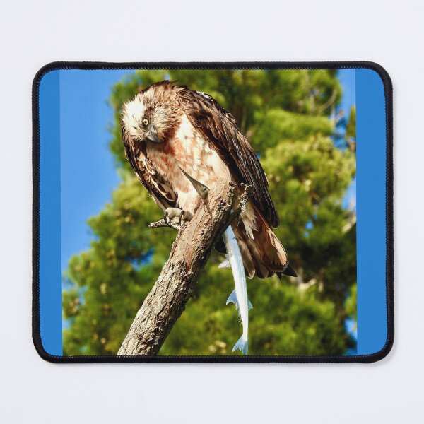 Item preview, Osprey looking at breakfast on the Beach designed and sold by Mark Grimsley.