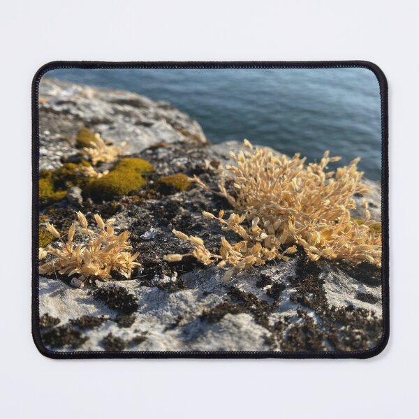 Item preview, Flowers and Lichen on Harbour Wall designed and sold by Sinemathk.