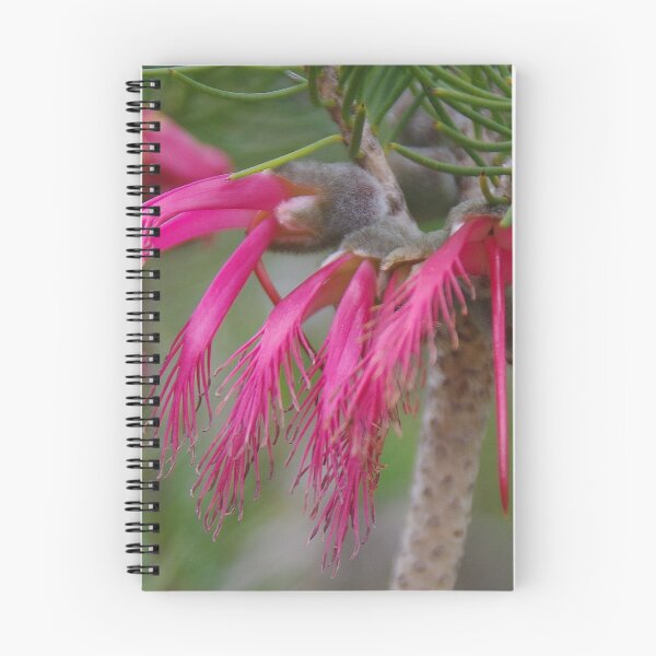 Item preview, Calothamnus rupestris designed and sold by lezvee.