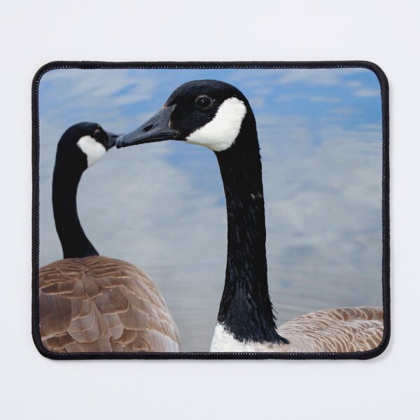 Item preview, Canada Goose Canadian Geese Wild Bird designed and sold by AndyEvansPhotos.