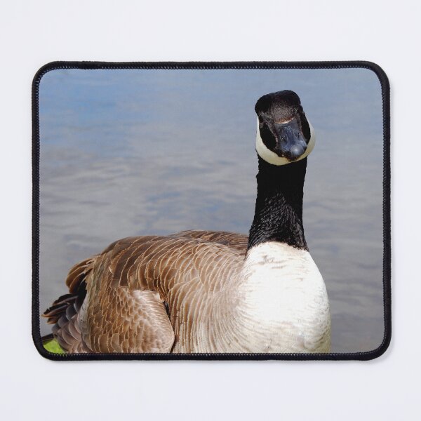 Item preview, Canada Goose Canadian Geese Wild Bird designed and sold by AndyEvansPhotos.