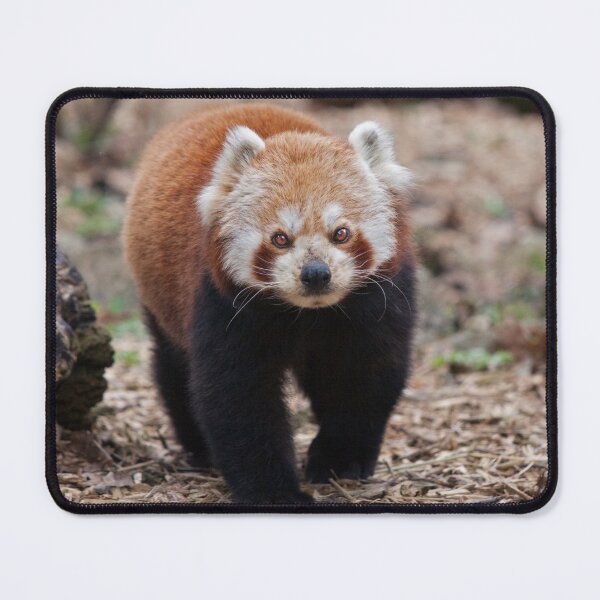 Item preview, Pandamonium designed and sold by Krys Bailey.