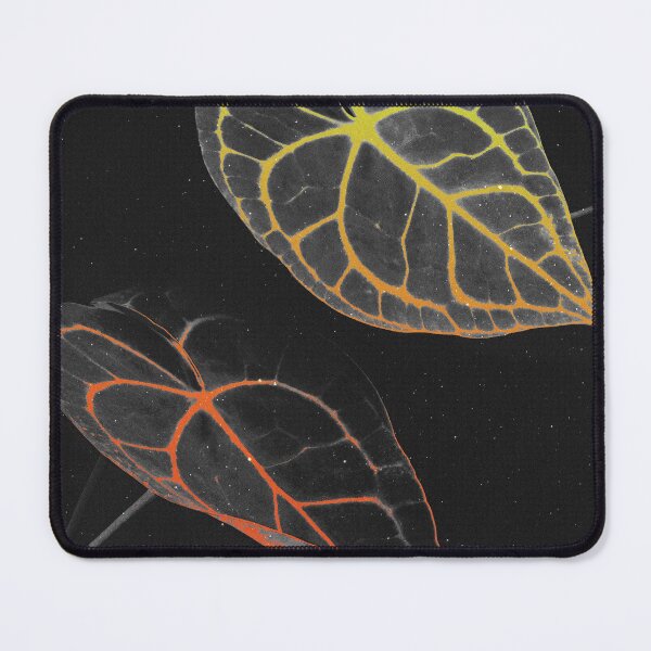 Item preview, Anthurium Clarinervium (Velvet Cardboard) Rugged Texture Gradient designed and sold by plantsbutbetter.