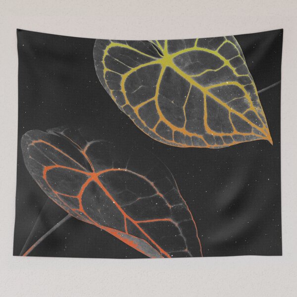Item preview, Anthurium Clarinervium (Velvet Cardboard) Rugged Texture Gradient designed and sold by plantsbutbetter.