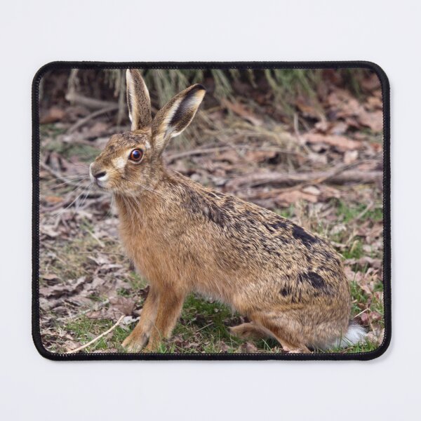 Item preview, Hare Today, Gone Tomorrow designed and sold by Krys Bailey.