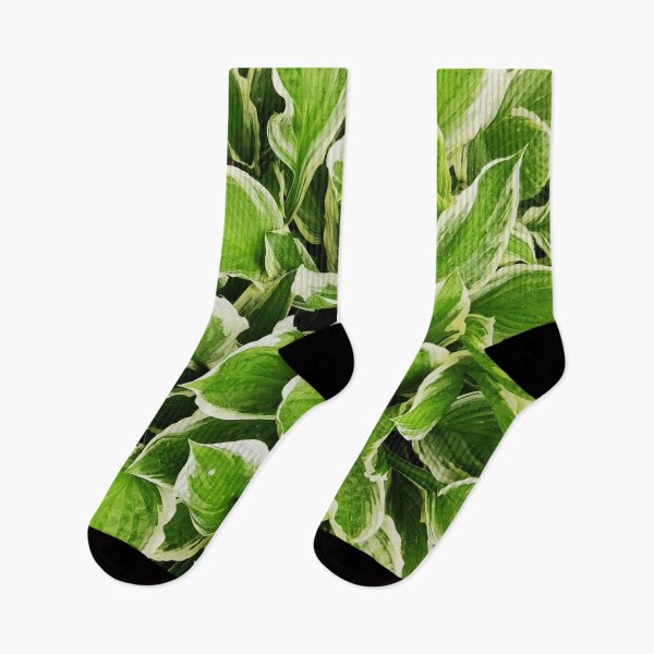 Item preview, Plantain lilies/Hosta/Ornamental plant designed and sold by VeenaNair23.